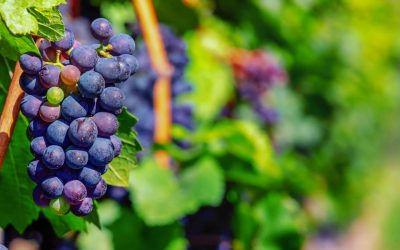 Taller para niños-as “Vendimiamos”